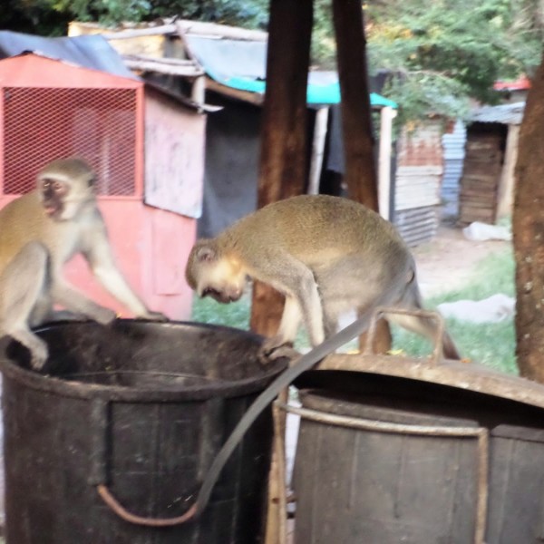 Kukázó majmok Durban egyik bádogvárosrészében
